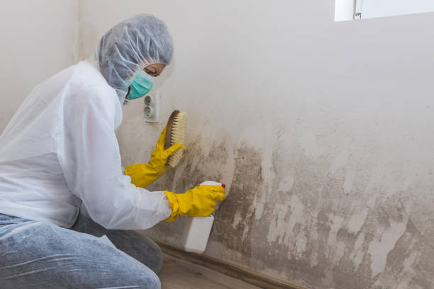 Best Bathroom Mold Remediation in Terville, WA