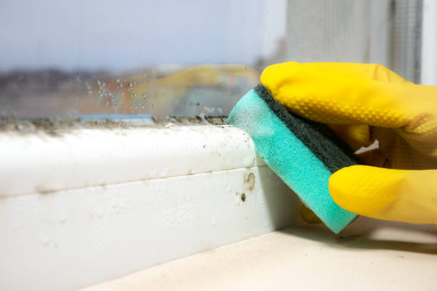 Best Basement Mold Remediation in Terville, WA