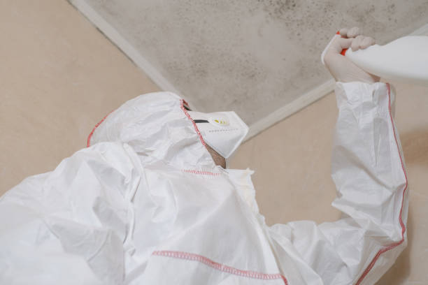  Terville, WA Mold Removal Pros