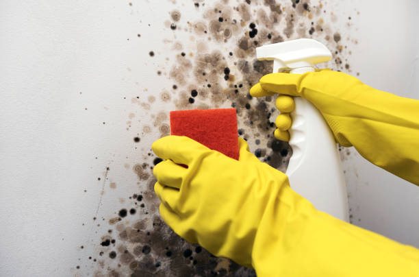 Best Residential Mold Remediation in Terville, WA