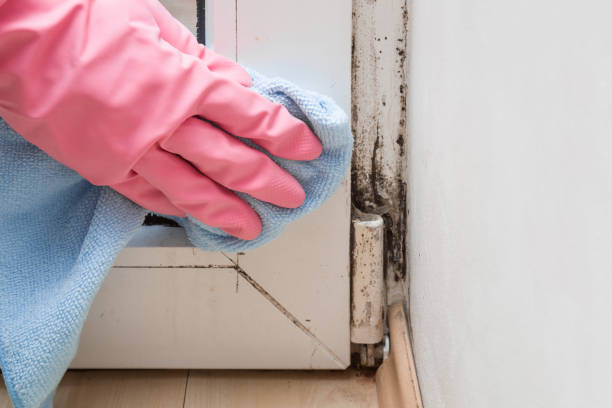 Best Insurance-Related Mold Remediation in Terville, WA