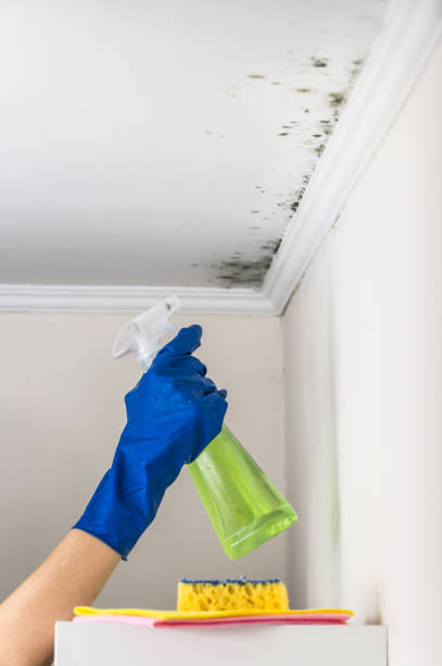 Best Mold Remediation for Schools in Terville, WA